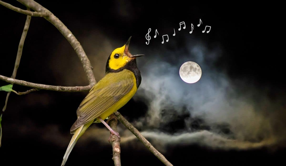 6 Reasons Why Birds Sing At Night 6 reasons why birds sing at night